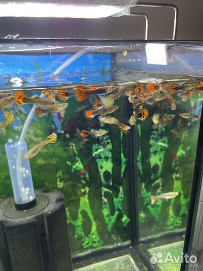 Гуппи, меченосцы, скаллярии, петушки