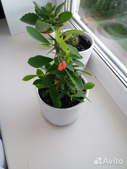 Молочай миля