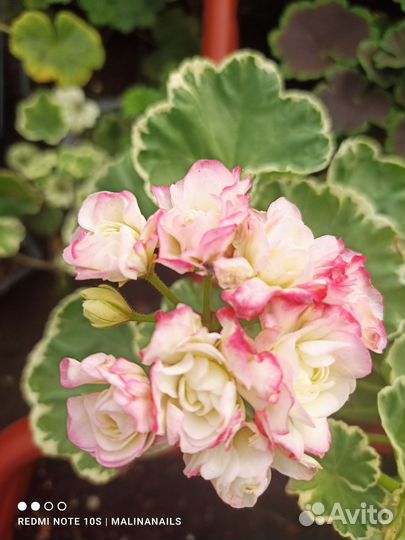 Пеларгония герань