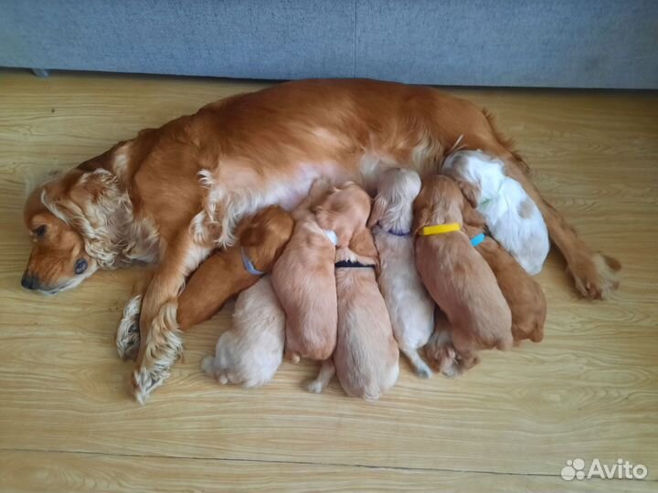 Щенки кокер спаниеля