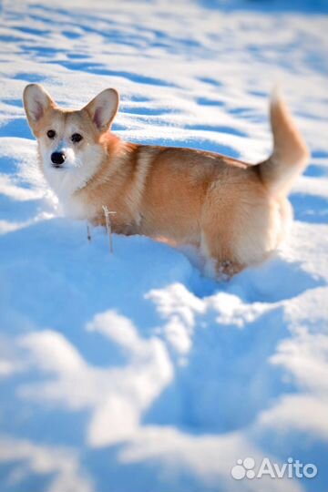 Вельш-корги пемброк мальчик