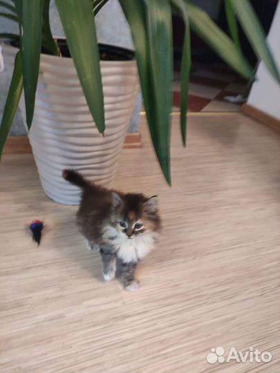 Котята