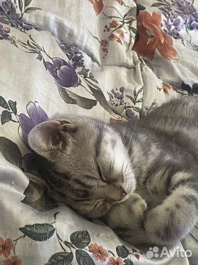 Шотландский прямоухий котенок