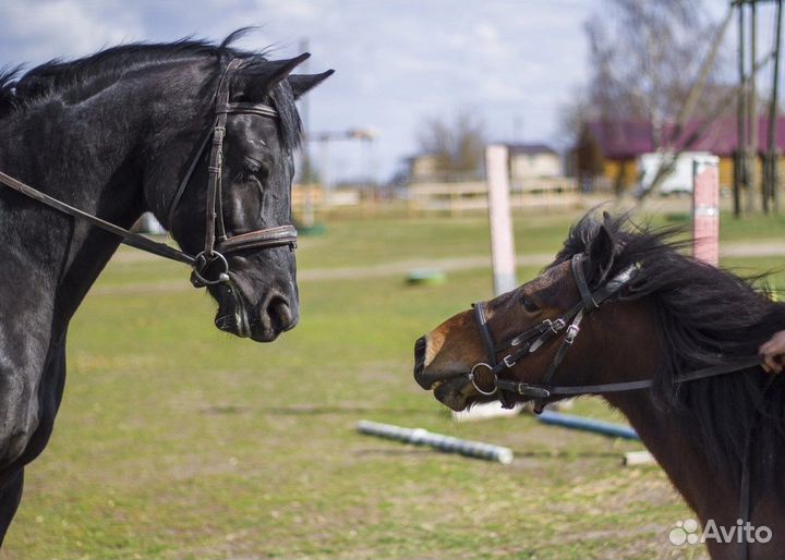 Постой лошадей