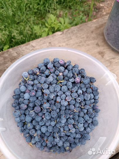 Голубика свежая лесная