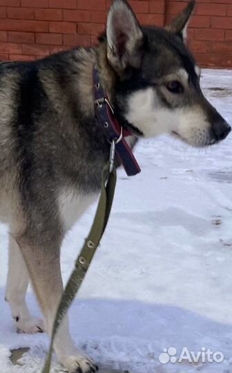 Собака ищет дом