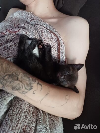 Чёрный котёнок ищет новый дом)