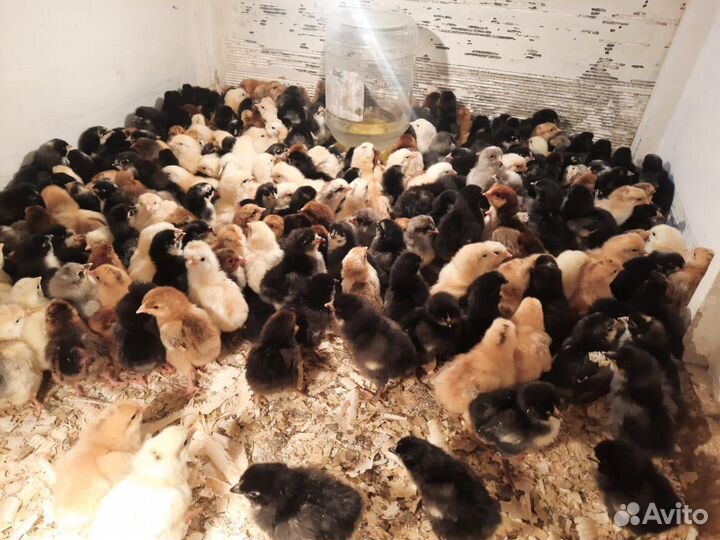 Несушки Борковская Борвистая (Декалб Уайт