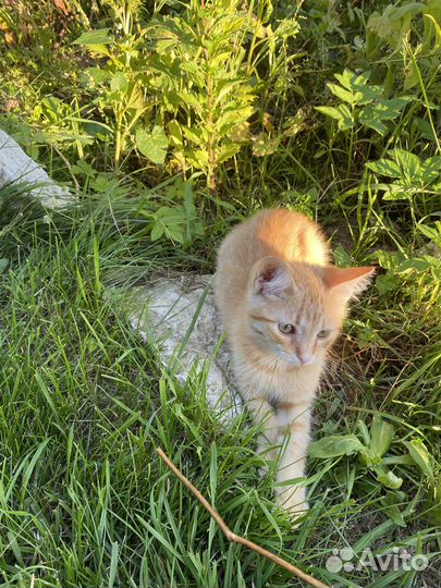 Отдам котят в добрые руки (девочку и мальчика)