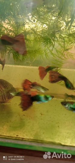 Аквариумные рыбки гуппи, мальки