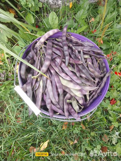 Продаю фасоль
