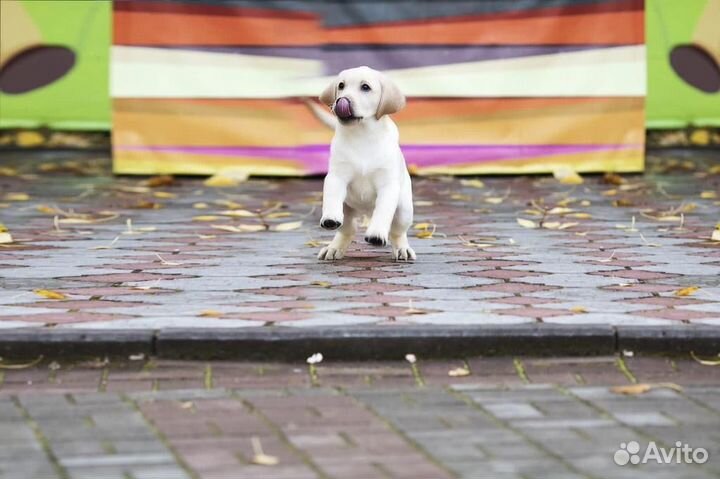 Щенки лабрадора