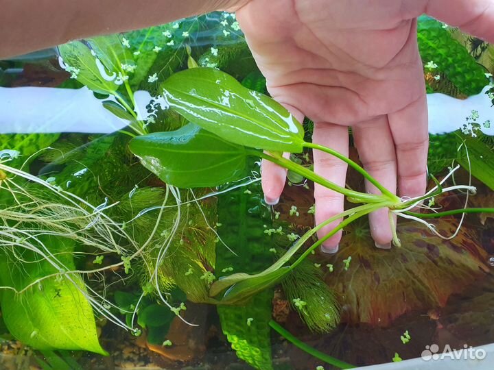 Эхинодорус