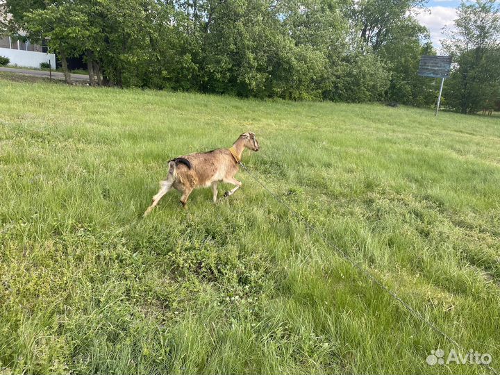 Нубийская коза