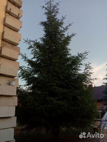 Продам ель