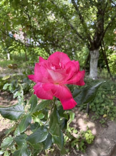 Дом 283,7 м² на участке 6 сот.