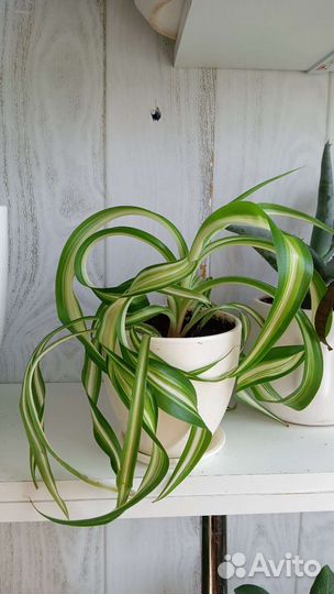 Традесканция зебрина, хлорофитум 200 и отростки