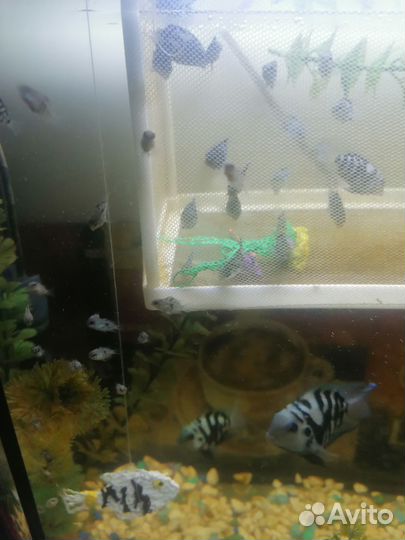 Аквариумные рыбки