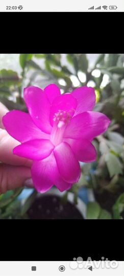 Декабрист шлюмбергера редкие сорта