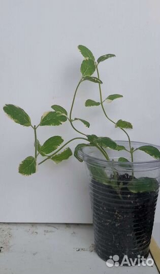 Мята ананасная pinedo