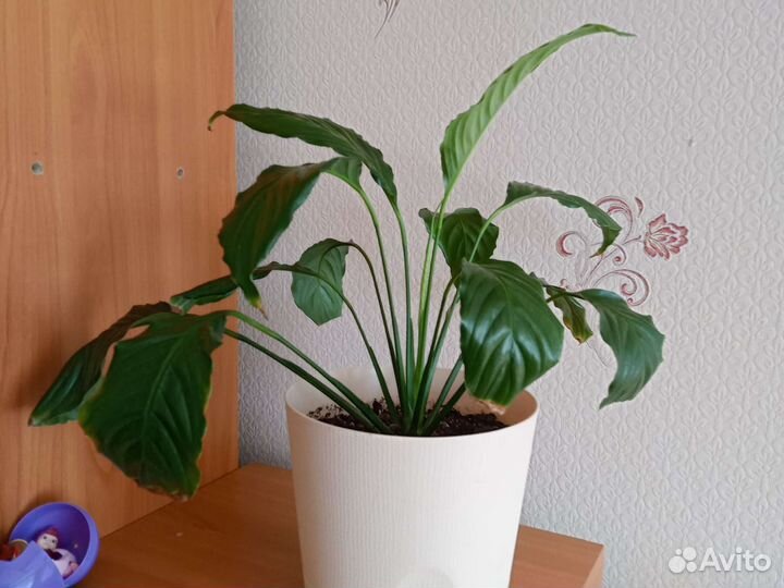 Антуриум женское счастье