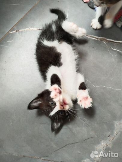 Котята ищут любящих хозяев