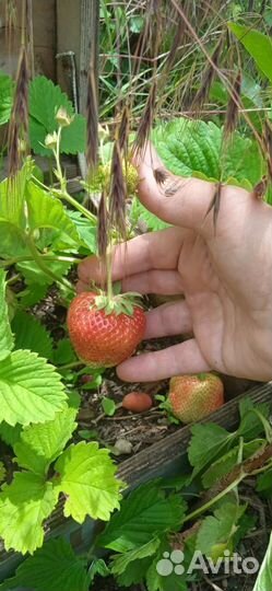 Рассада клубники