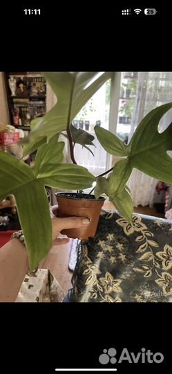 Филодендроны