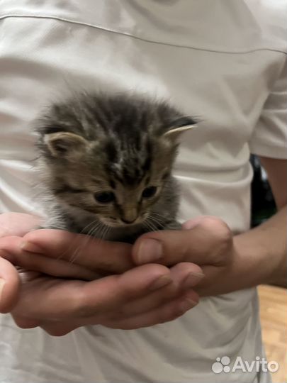 Ищем дом котятам