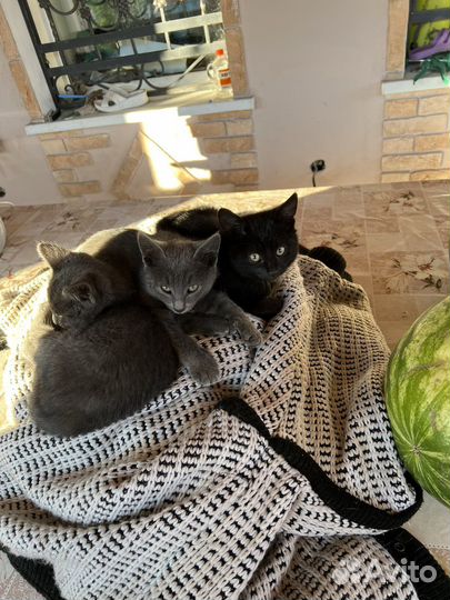 Котята в добрые руки