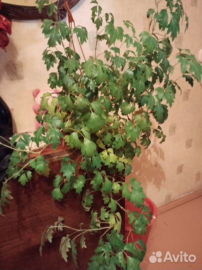 Циссус ромболистный