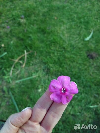 Флоксы сортовые