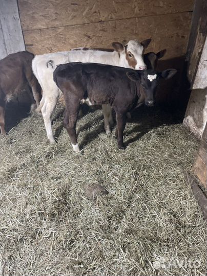 Телята бычки и телочки