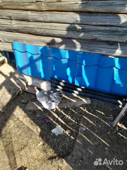 Инкубационное яйцо