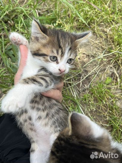 Вслоухий мальчик