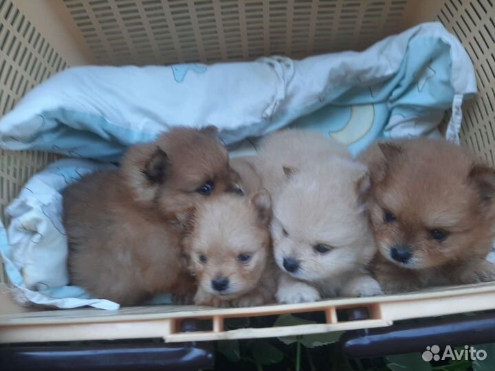 Щенки шпица мини