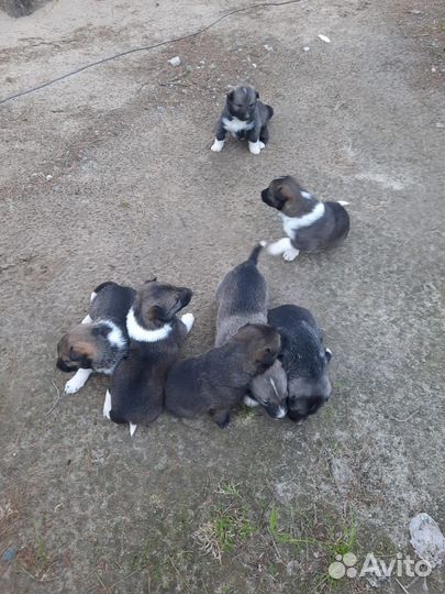 Щенки западно-сибирской лайки