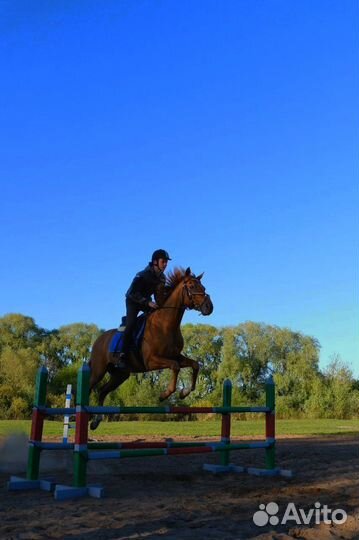 Занятия конным спортом