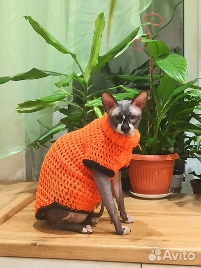 Канадский сфинкс вязка