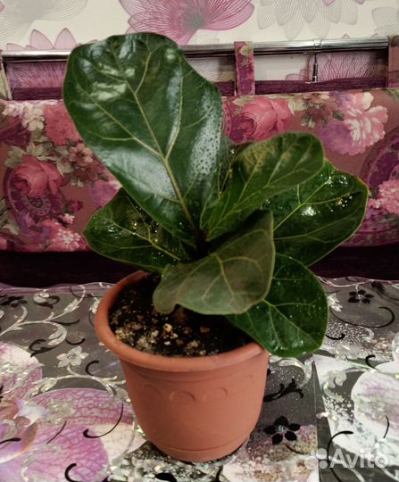 Фикус лирата бамбино