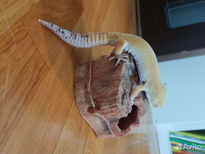 Влажная камера для рептилий