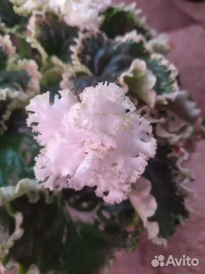 Цветущие фиалки