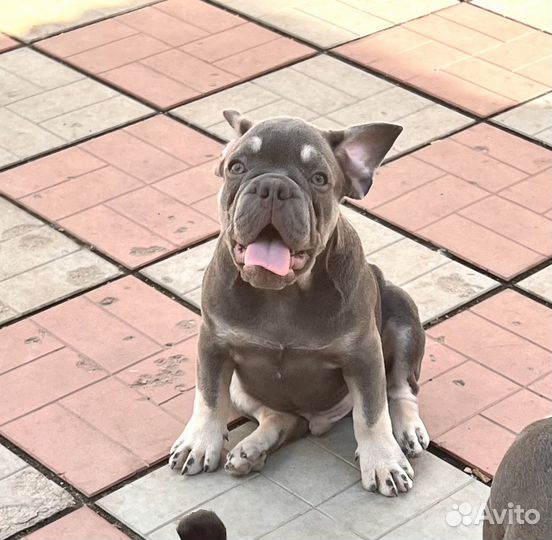 Френчи лиловый и шоколадный щенки