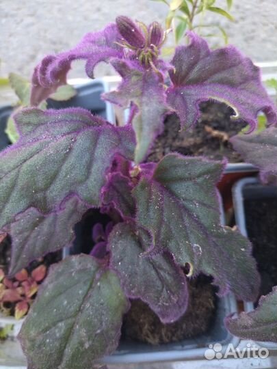 Герань душистая,Гинура