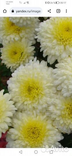 Хризантемы, мультифлора