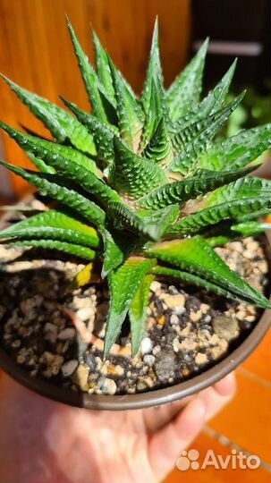 Хавортия суккулент