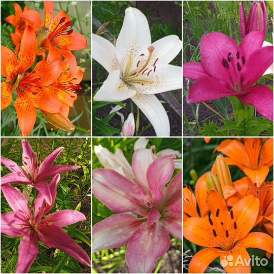 Лилии луковицы