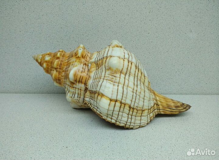 Плеуроплока Трапезиум 18,8 ракушка раковина