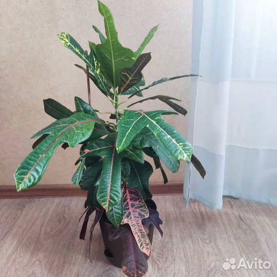 Кодиеум эксилент