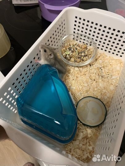 Джунгарский хомяк девочка